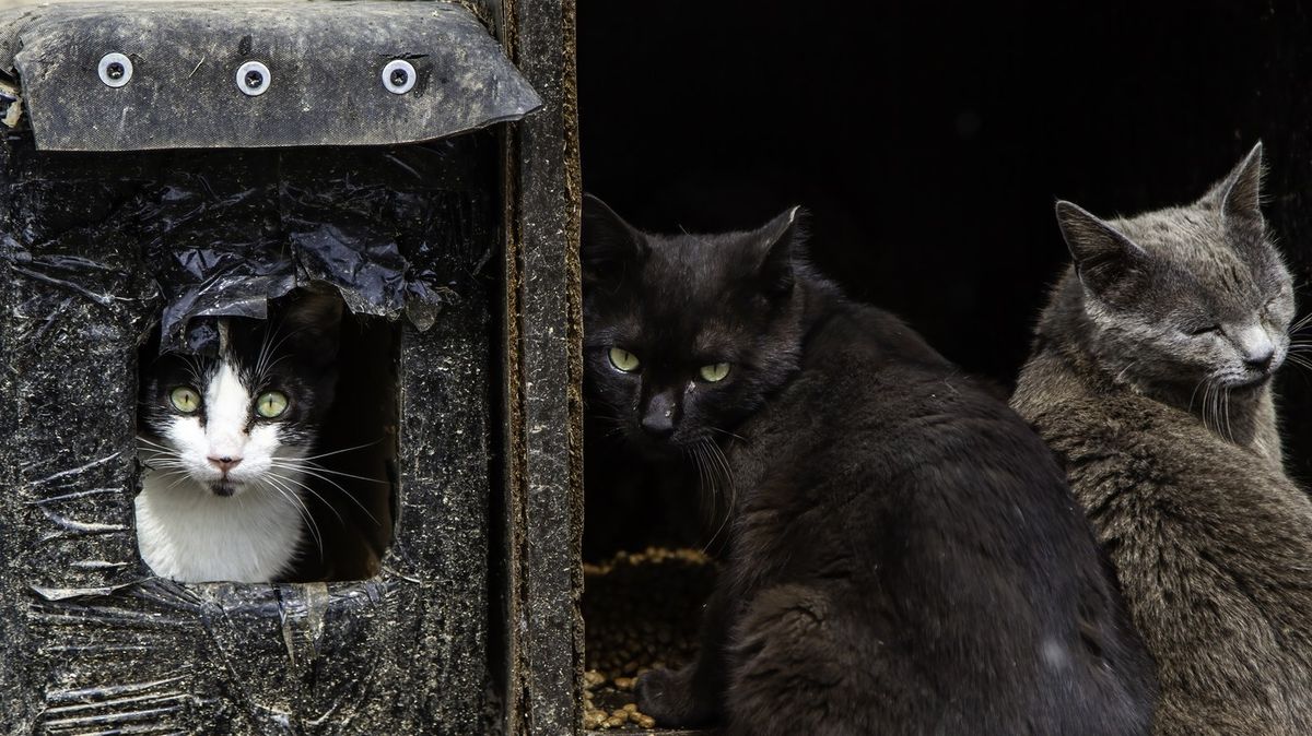 Tři stovky koček samaritánovi přerostly přes hlavu